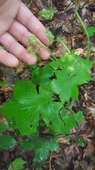 Hydrophyllum canadense