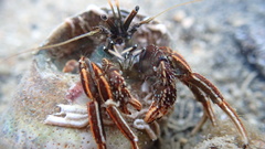 Clibanarius infraspinatus