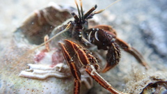 Clibanarius infraspinatus