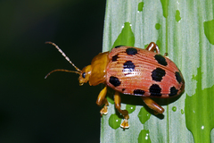 Podontia quatuordecimpunctata