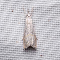 Haimbachia squamulellus