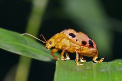Podontia quatuordecimpunctata