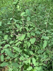 Lonicera xylosteum