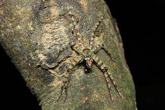 Heteropoda boiei