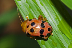 Podontia quatuordecimpunctata