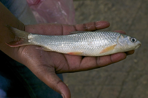 Ariza-zuigkarper (Bangana ariza) — Cyprinidae