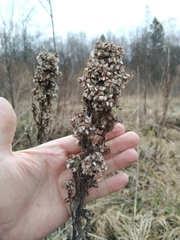 Solidago × niederederi