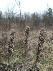 Solidago × niederederi
