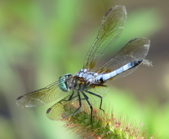 Pachydiplax longipennis