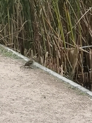 Passer domesticus