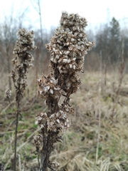 Solidago × niederederi