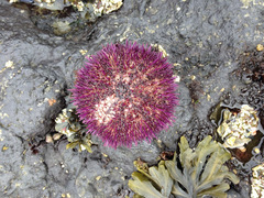 Strongylocentrotidae