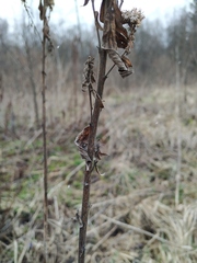 Solidago × niederederi