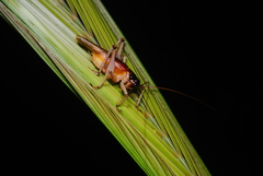 Gryllacris
