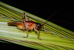 Gryllacris