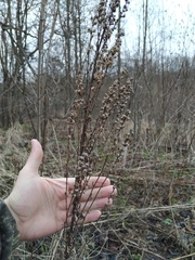 Solidago × niederederi