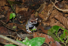 Leptobrachium hendricksoni