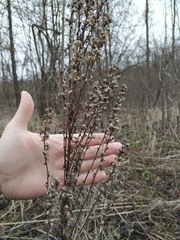 Solidago × niederederi