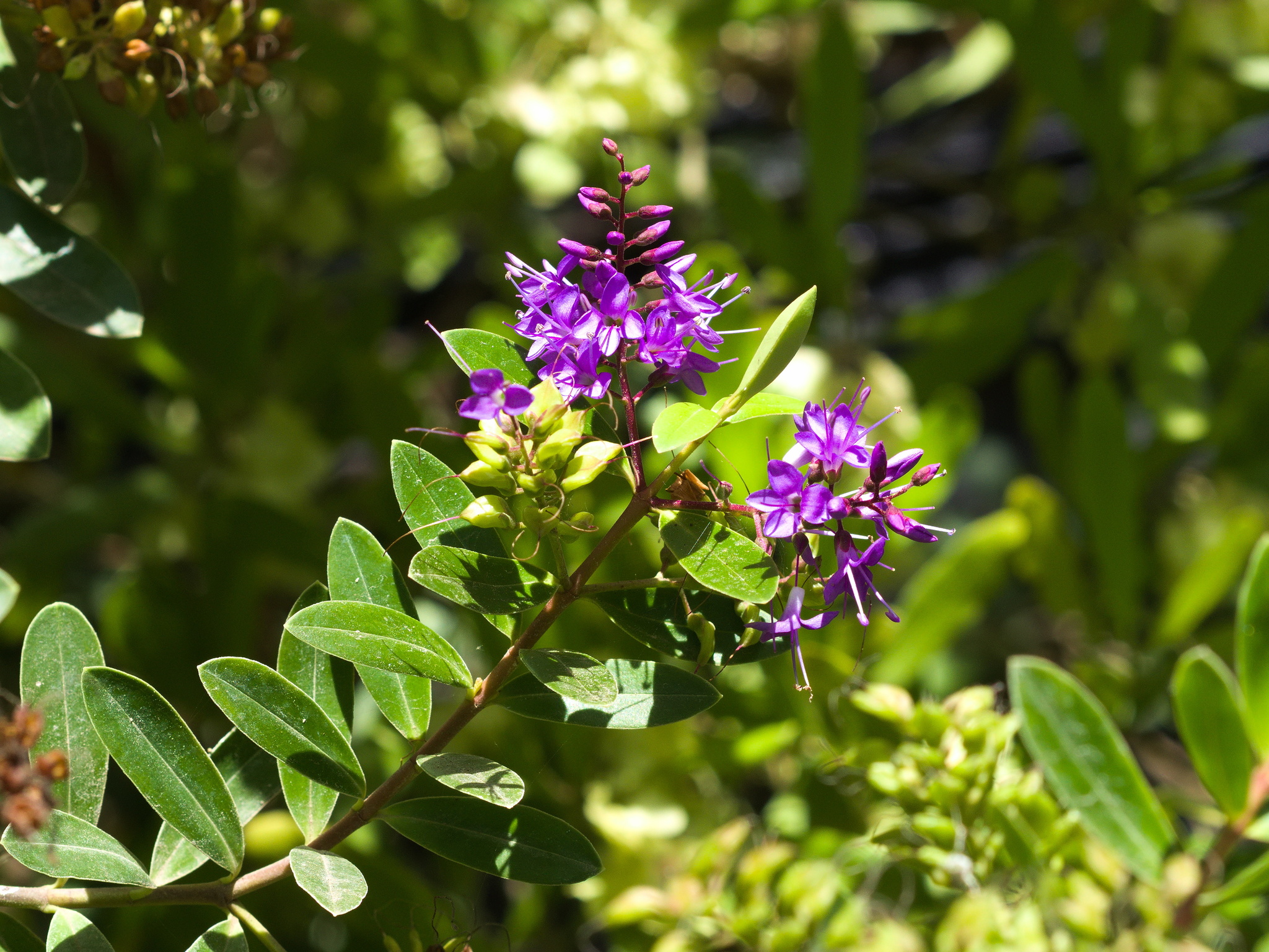 Hebe 'Wild Romance', Shrubby Veronica 'Wild Romance' in GardenTags plant  encyclopedia