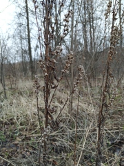 Solidago × niederederi