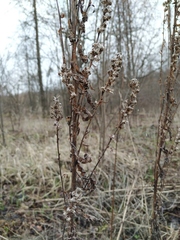 Solidago × niederederi