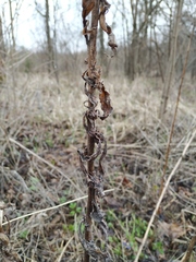 Solidago × niederederi