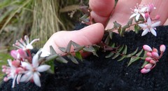 Leionema hillebrandii