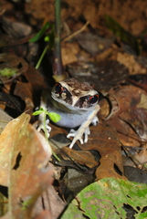 Leptobrachium hendricksoni