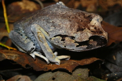 Leptobrachium hendricksoni