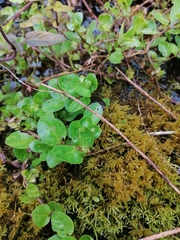 Lysimachia nummularia