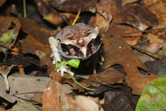 Leptobrachium hendricksoni