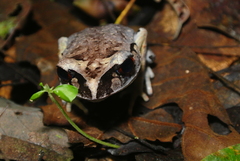 Leptobrachium hendricksoni