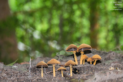 Agaricus crocopeplus