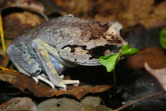 Leptobrachium hendricksoni