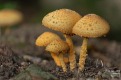 Agaricus crocopeplus