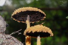 Agaricus crocopeplus