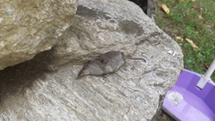 Crocidura leucodon