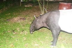 Tapirus indicus