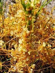 Cuscuta harperi