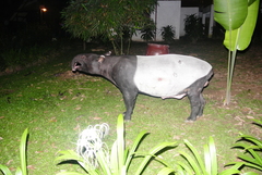 Tapirus indicus
