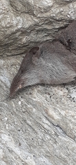Crocidura leucodon