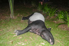 Tapirus indicus