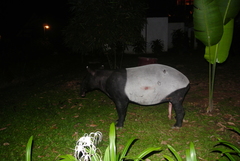 Tapirus indicus