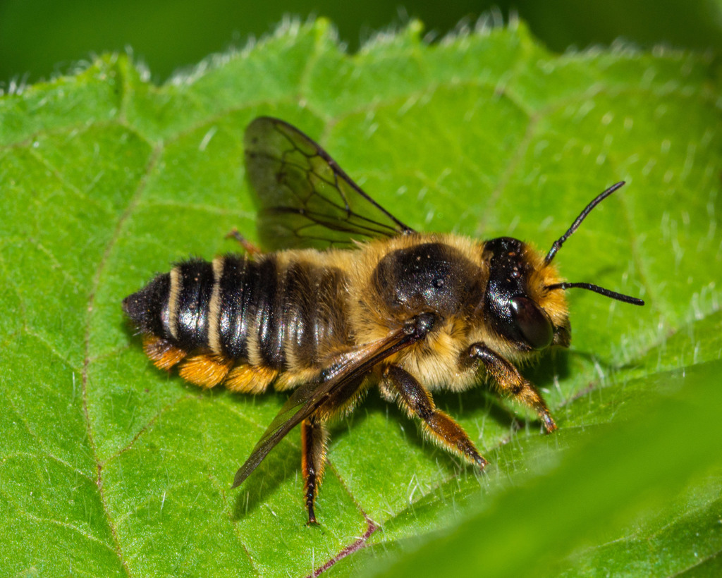 Frigid Leafcutter Bee