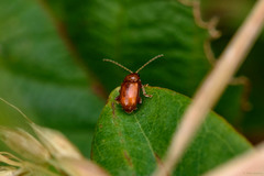 Neocrepidodera ferruginea