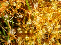 Cuscuta harperi