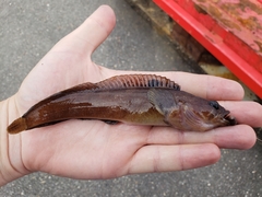 Ulvaria subbifurcata