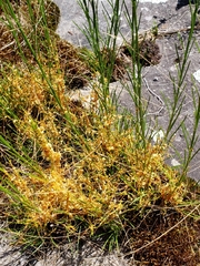 Cuscuta harperi