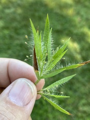 Dichanthelium meridionale