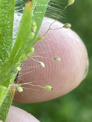 Dichanthelium meridionale